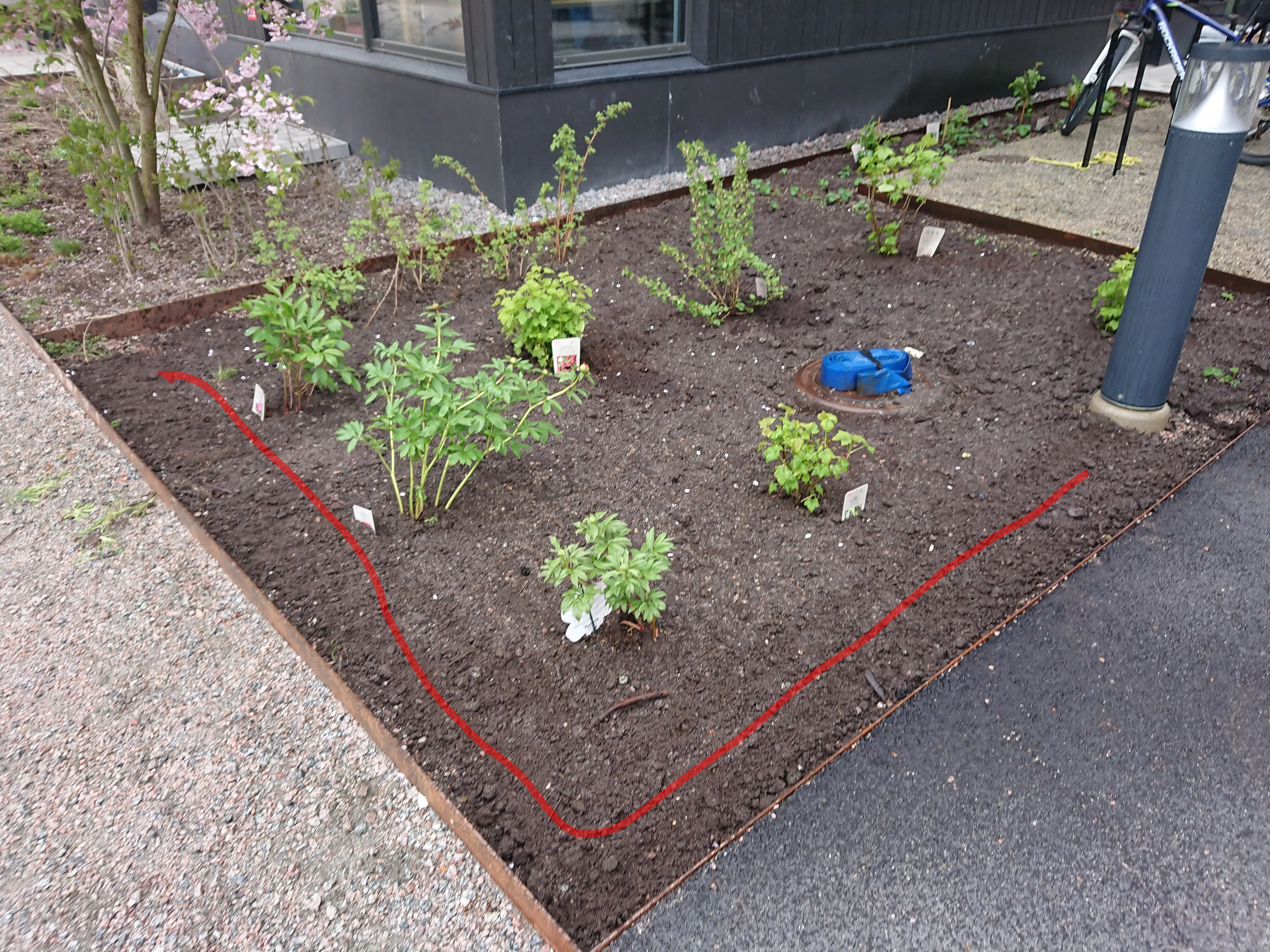 Odling på Rudbeckias takterass